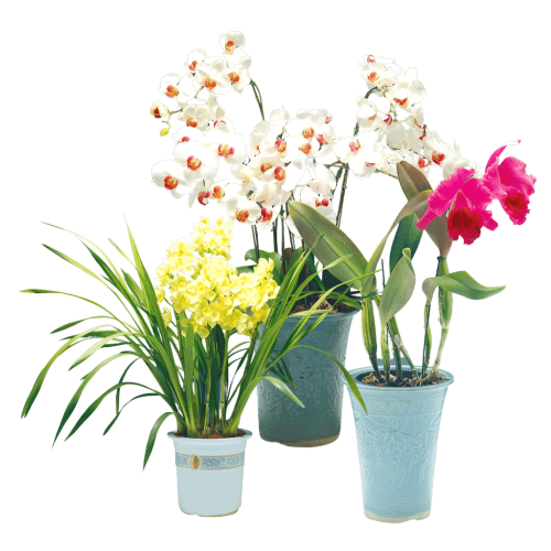 A group of potted flowers in white, yellow, and pink.